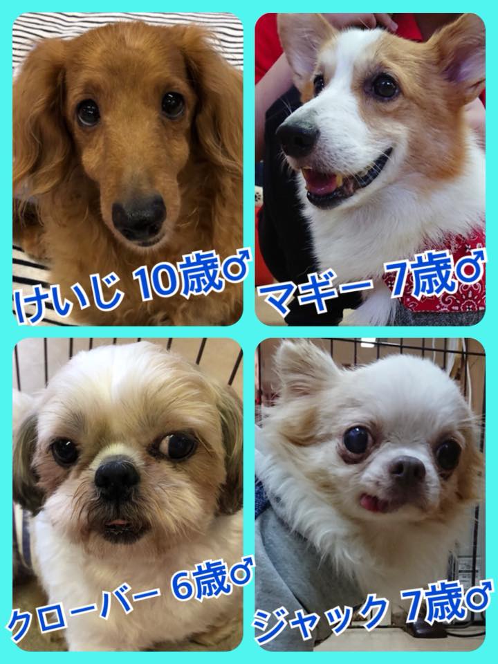 🎄今月はクリスマスミラクル月間✨今日の里親様募集中ワンコ🐶メンバーです🐾2018,12,10